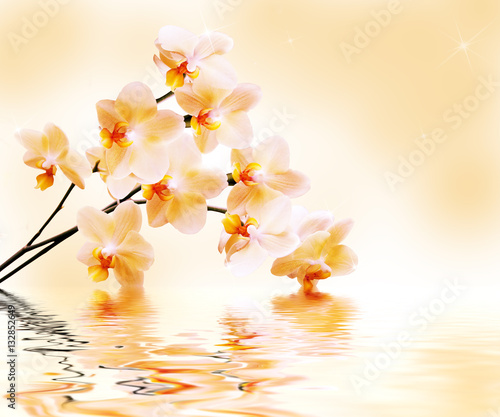 Fototapeta Naklejka Na Ścianę i Meble -  Beautiful white orchid