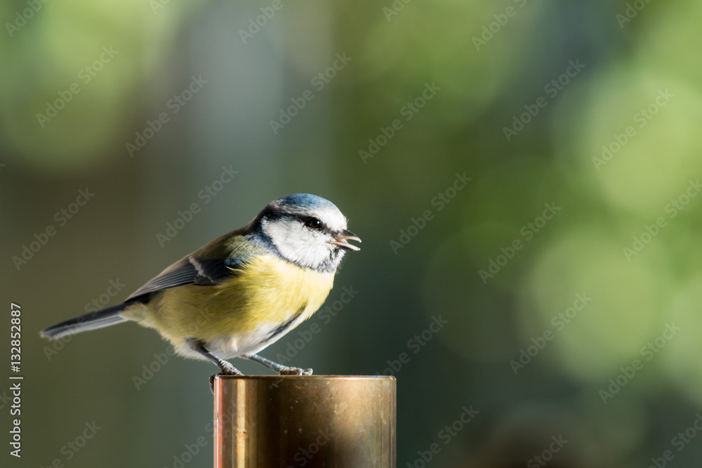 Obraz premium Blue tit