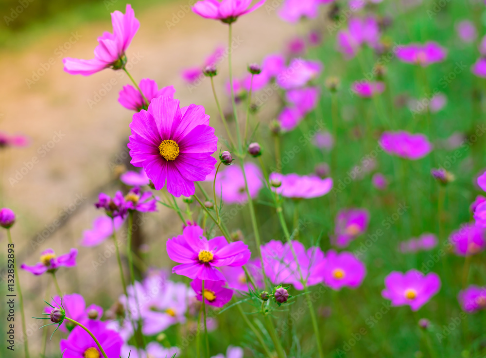 Cosmos flowers with soft day light.