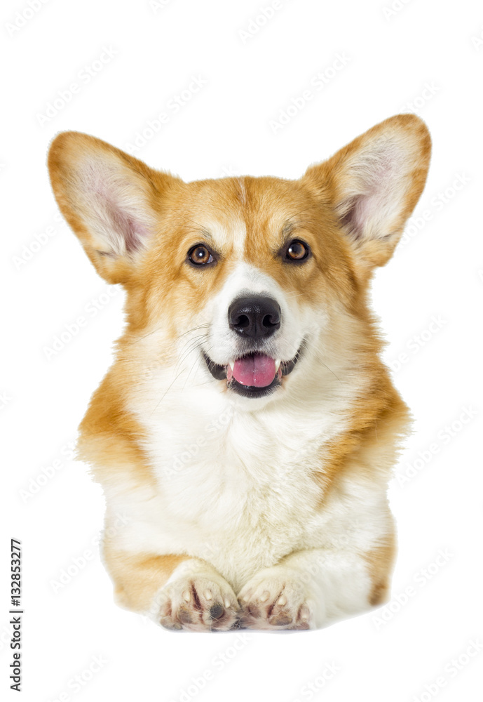 dog looking on a white background