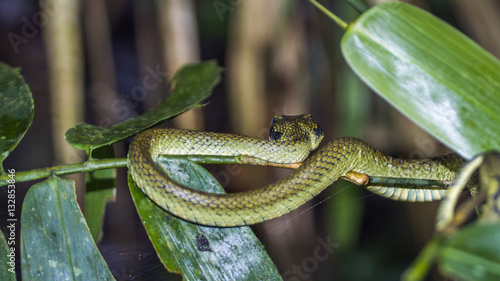 Sri Lankan pit viper in Sinharaja forest resreve, Sri Lanka