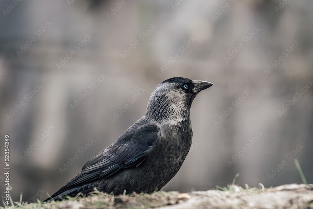 Black Crow Black Crow