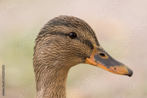 Female mallard-Head