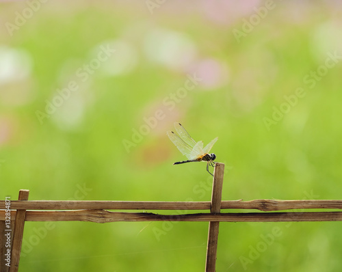 beautiful dragonfly on bamboo fence with blur cosmos flower field sunlight photo