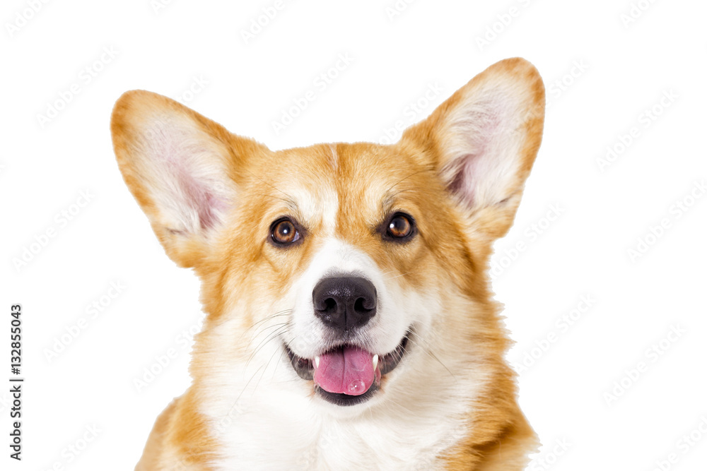dog looking on a white background