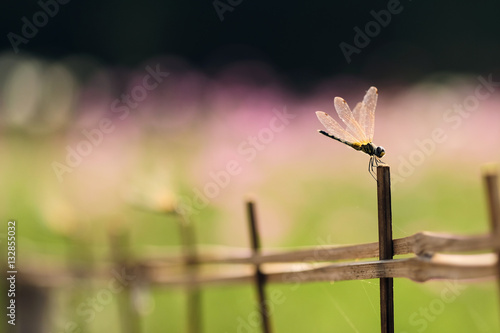 beautiful dragonfly on bamboo fence with blur cosmos flower field sunlight photo