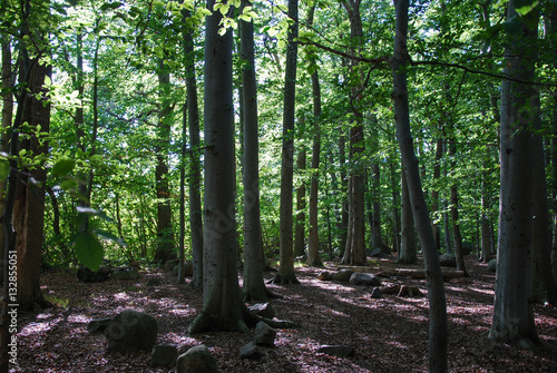 Beech forest view