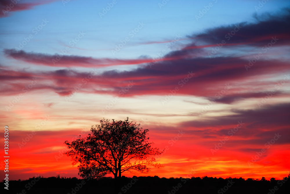 Fototapeta premium Single tree at sunset