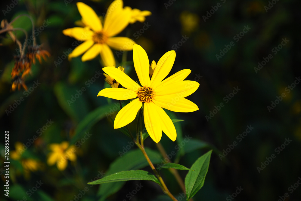 Obraz premium Yellow daisies close up