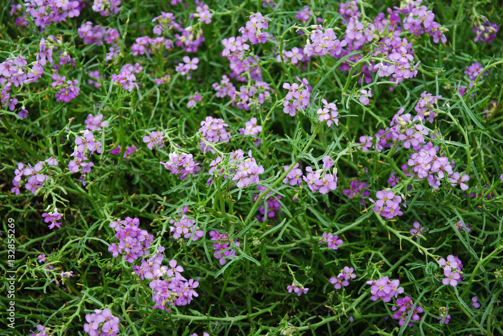 Purple flowers all over Purple flowers all over