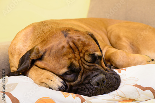 bullmastiff dog resting