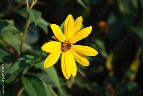 Singel yellow daisy