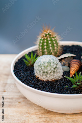 Several species of succulents on a black ground and white pot.