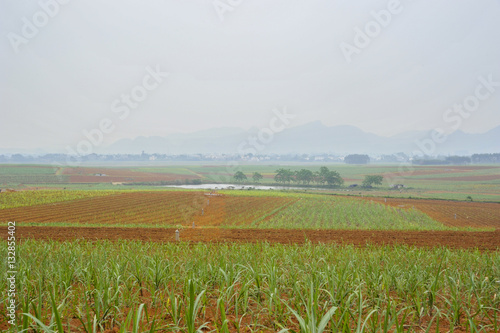 Sugar cane Fields in China