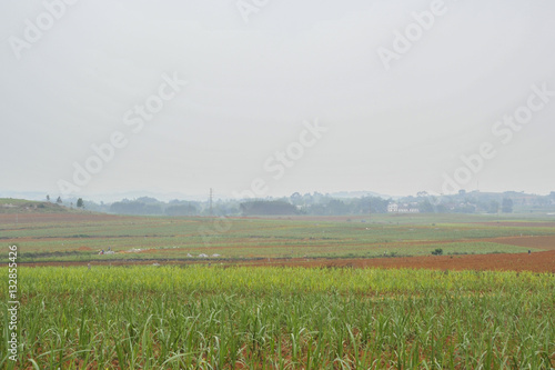 Sugar cane Fields in China