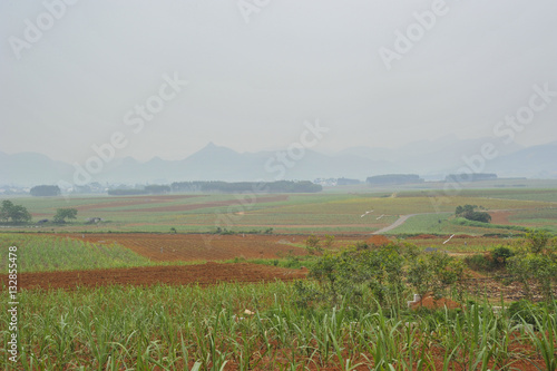 Sugar cane Fields in China