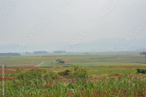Sugar cane Fields in China
