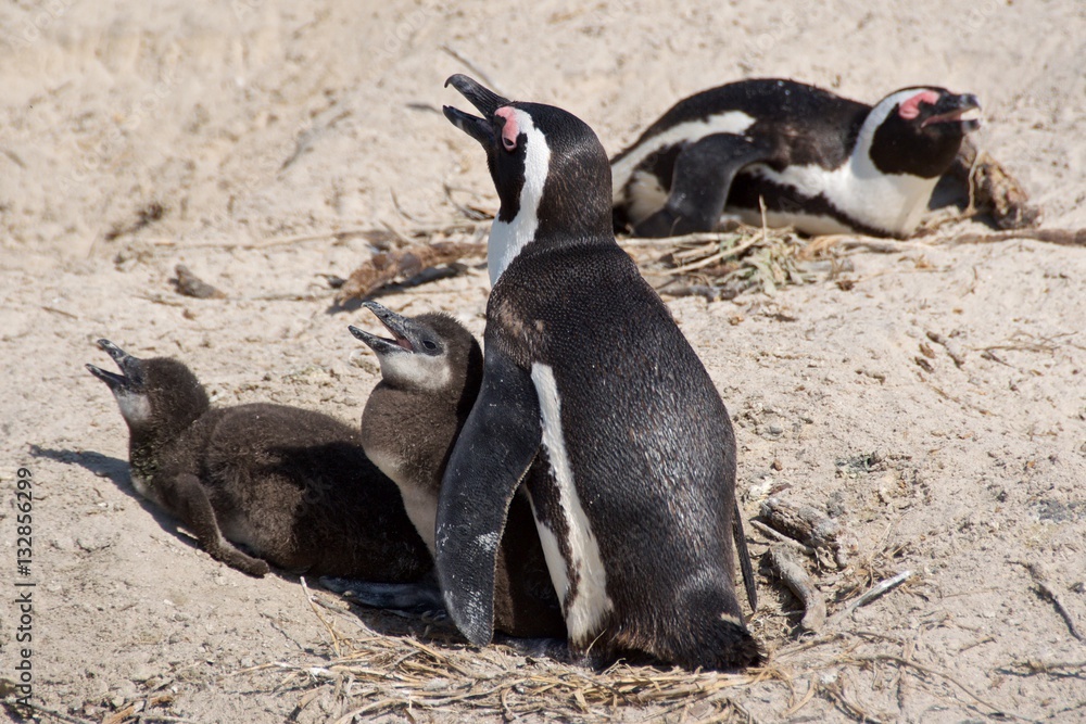 Naklejka premium Family of three African penguins on Boulder Beach in Cape Peninsula