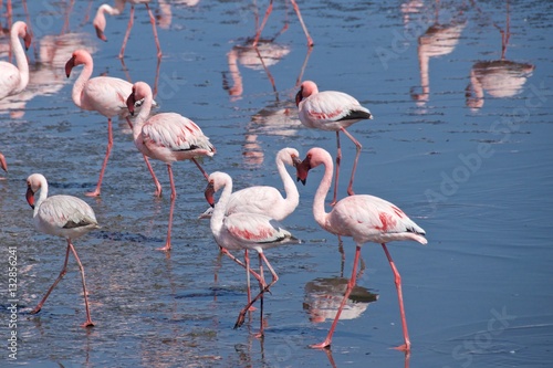 Greater flamingos at Walvis Bay in Namibia