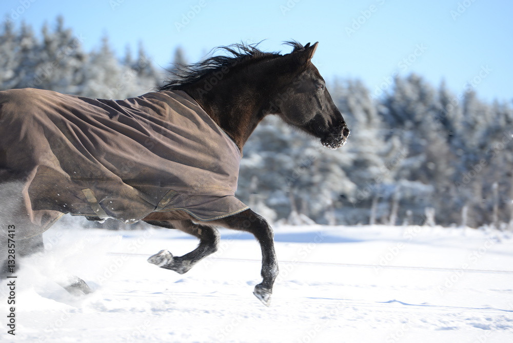 Naklejka premium running wild, beautiful black quarter horse wearing a blanket and running fast through snow