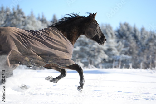 Fototapeta Naklejka Na Ścianę i Meble -  running wild, beautiful black quarter horse wearing a blanket and running fast through snow