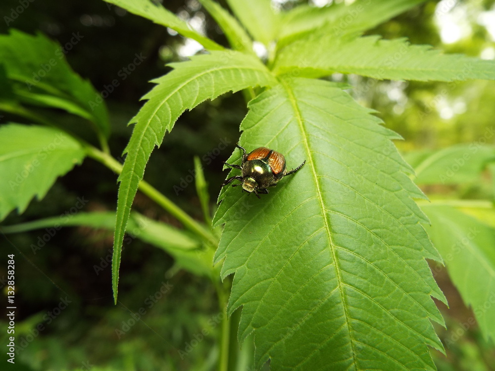 Fototapeta premium マメコガネ