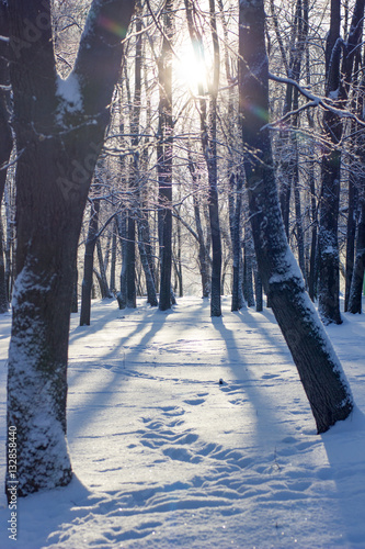 Winter evening - trees cove...