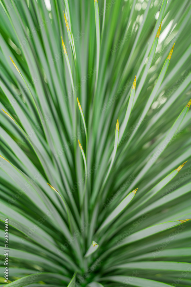 Abstract Green Leaf Texture Background, Macro Green Leaf Abstract Green Leaf Texture Background, Macro Green Leaf