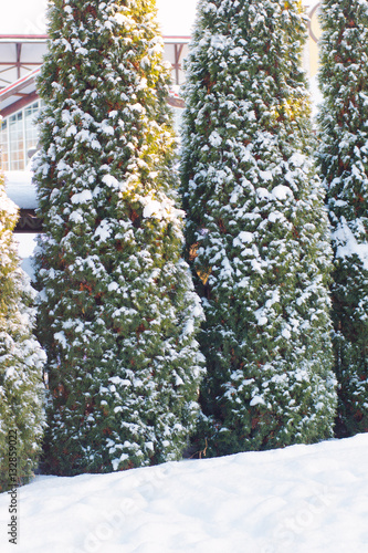 Winter spruces on park cove...