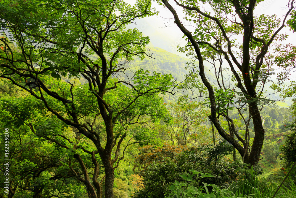 Urwald und Bäume im Hochland von Sri Lanka Urwald und Bäume im Hochland von Sri Lanka