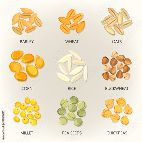 Bean and grains of seasonal plant, seed icons