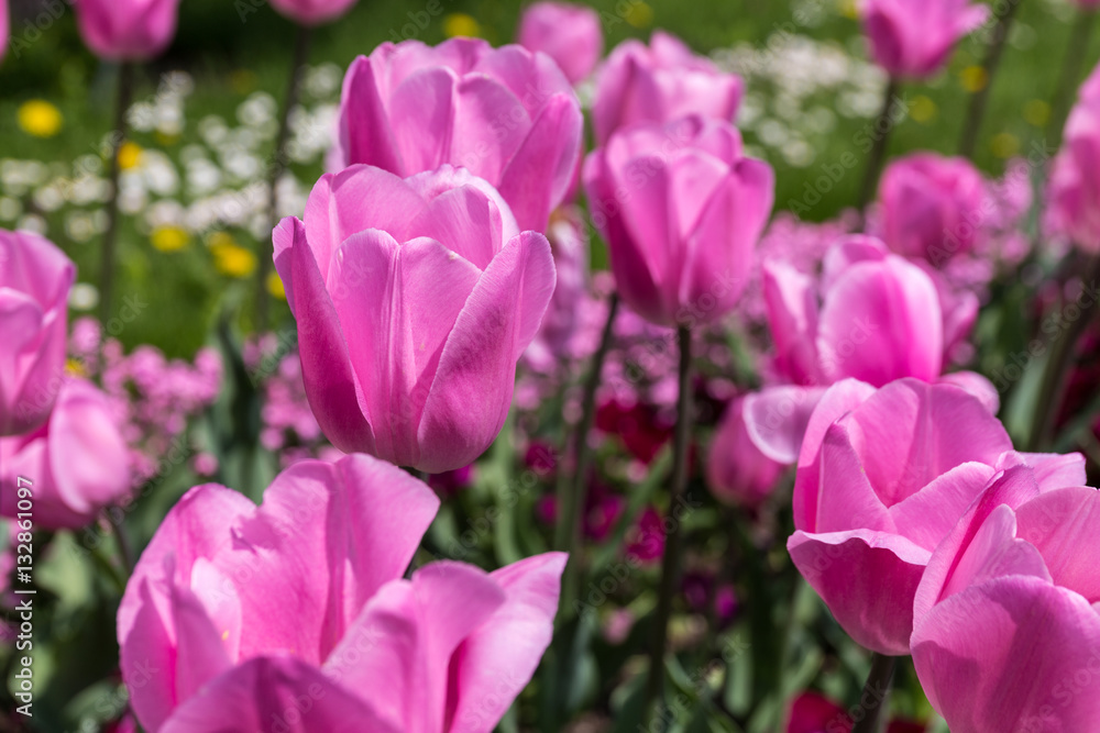 Tulips Tulips