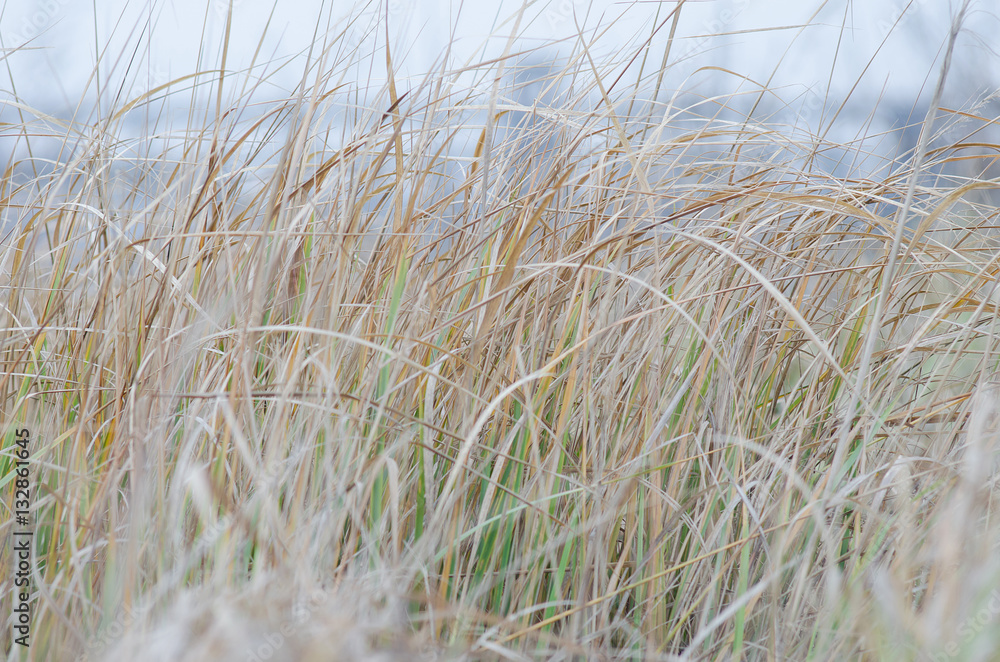 Fototapeta premium A high dry grass.