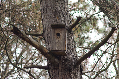 Wooden birdhouse on a pine tree, forest landscape. © mihakonceptcorn