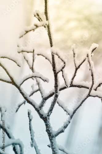 Frosted Tree Branches © vinbergv
