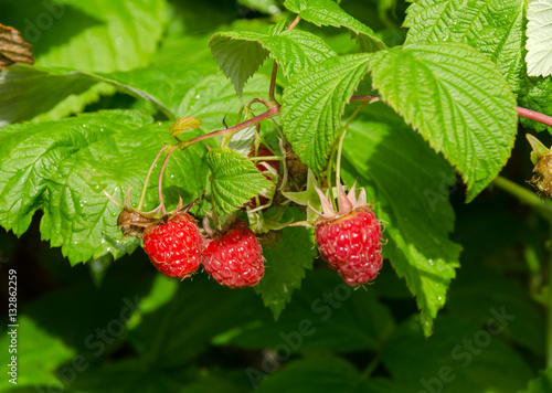 ripe red raspberries on the bush