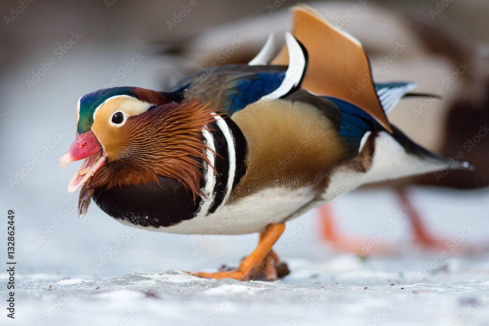 Beautiful mandarin duck on the frozen lake in a park Beautiful mandarin duck on the frozen lake in a park