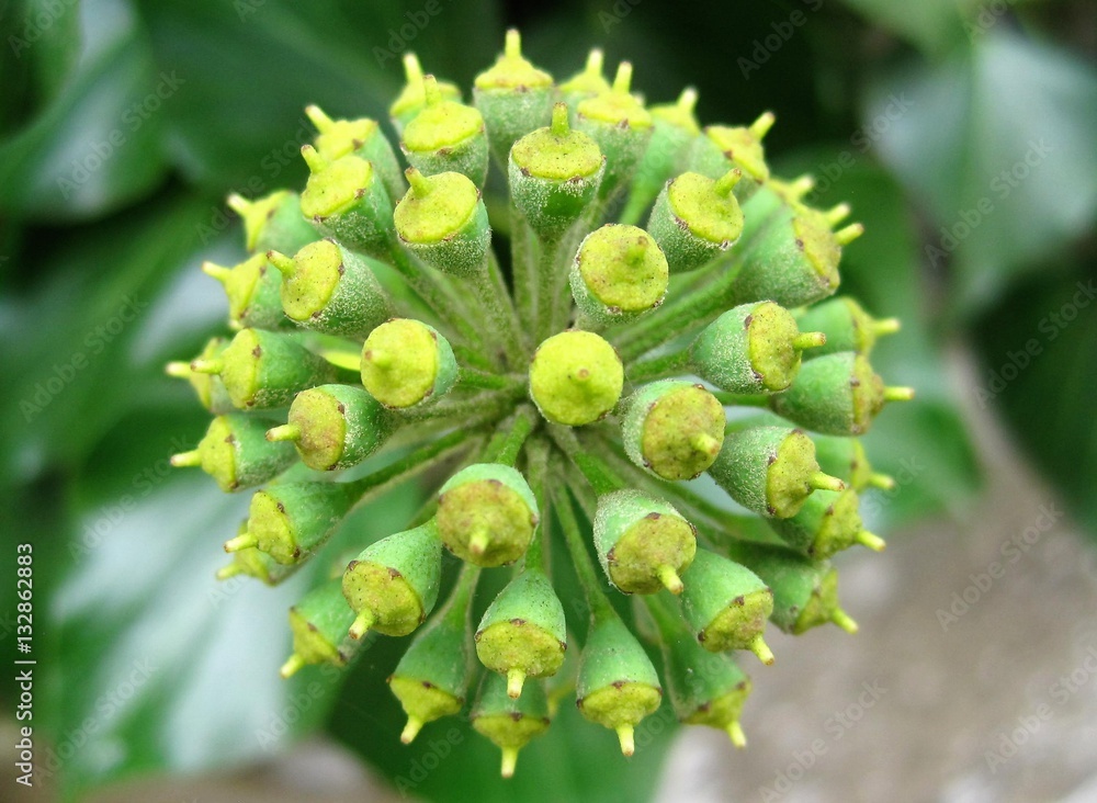 Efeublüte Efeublüte