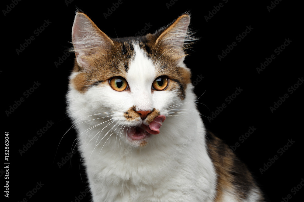 Close-up Portrait of white Kurilian Bobtail Cat crafty lick on isolated black background, front view