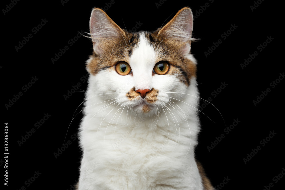 Close-up Portrait of white Kurilian Bobtail Cat with spot on nose looking in camera on isolated black background, front view