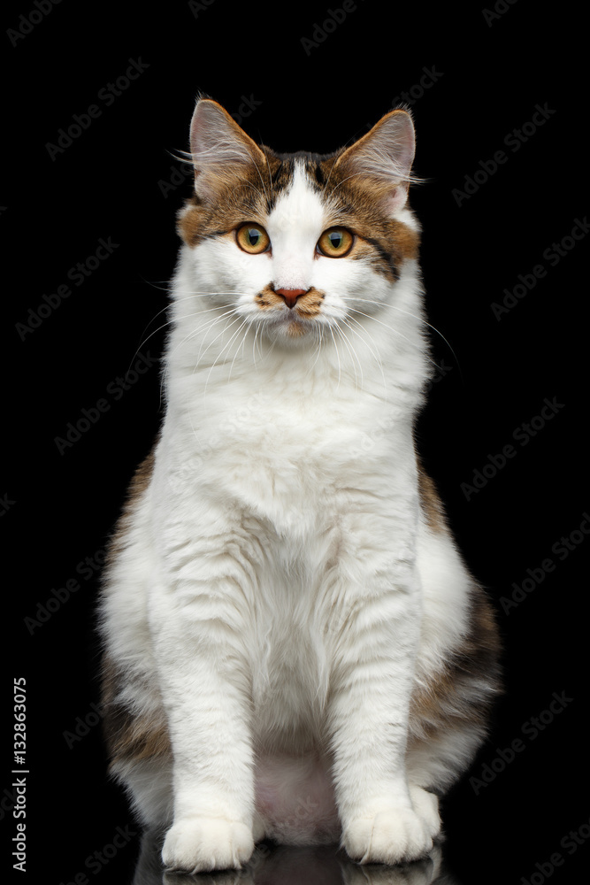 White Kurilian Bobtail Cat with spot on nose sitting on isolated black background White Kurilian Bobtail Cat with spot on nose sitting on isolated black background