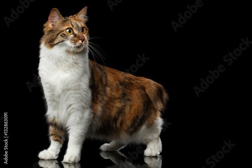 Fotografija Crouch Ginger with white Kurilian Bobtail Cat standing on isolated black backgro