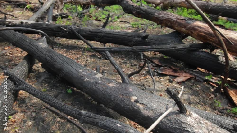 Charred tree trunks. Black burnt wood. From forests to ashes. Charred tree trunks. Black burnt wood. From forests to ashes.