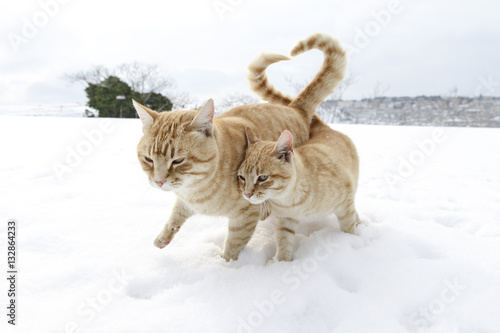 Konstfotografi il gran cuore dei gatti