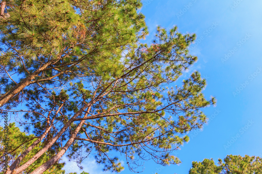 fresh green pine on sky background