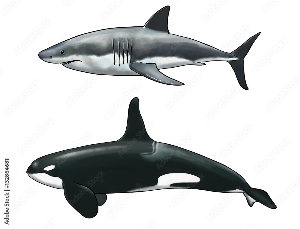 Fototapeta premium Digital watercolor of a comparison between a killer whale and a