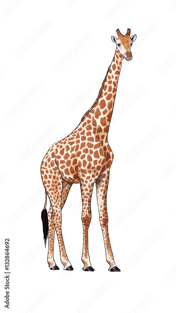 Digital illustration made with tablet of an African giraffe