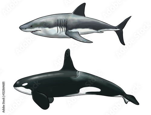 Digital watercolor of a comparison between a killer whale and a