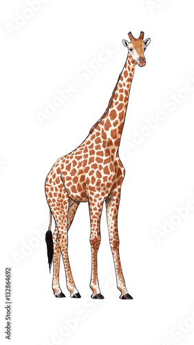 Digital illustration made with tablet of an African giraffe
