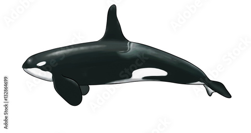 Digital watercolor of a killer whale